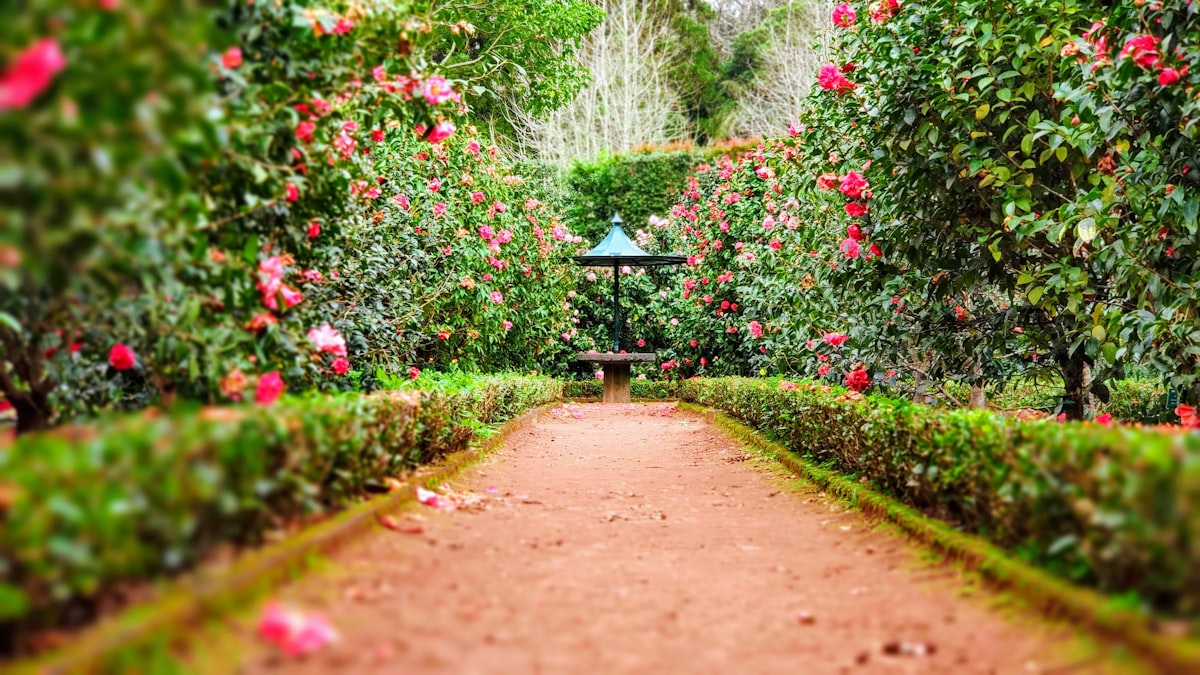 Garden bed with flowers and shrubs