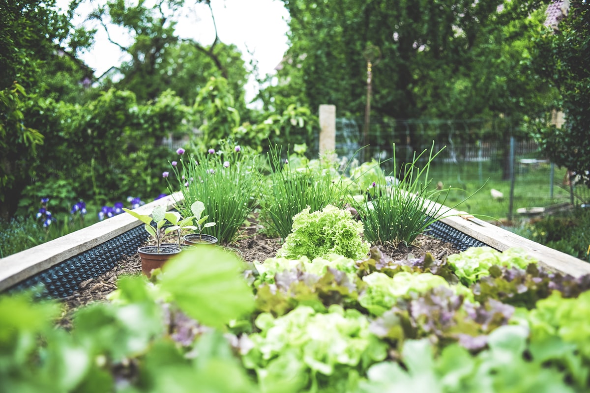 Landscaper planting in a garden bed